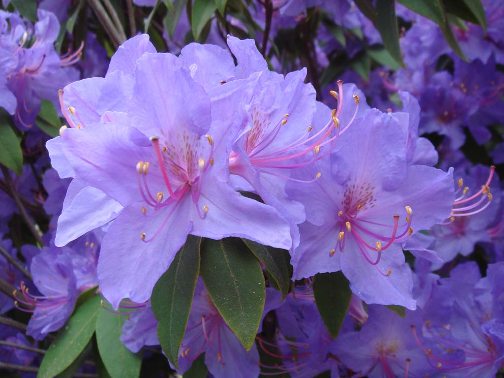 MEDIUM-GROWING, SHRUBBY RHODODENDRON SPECIES