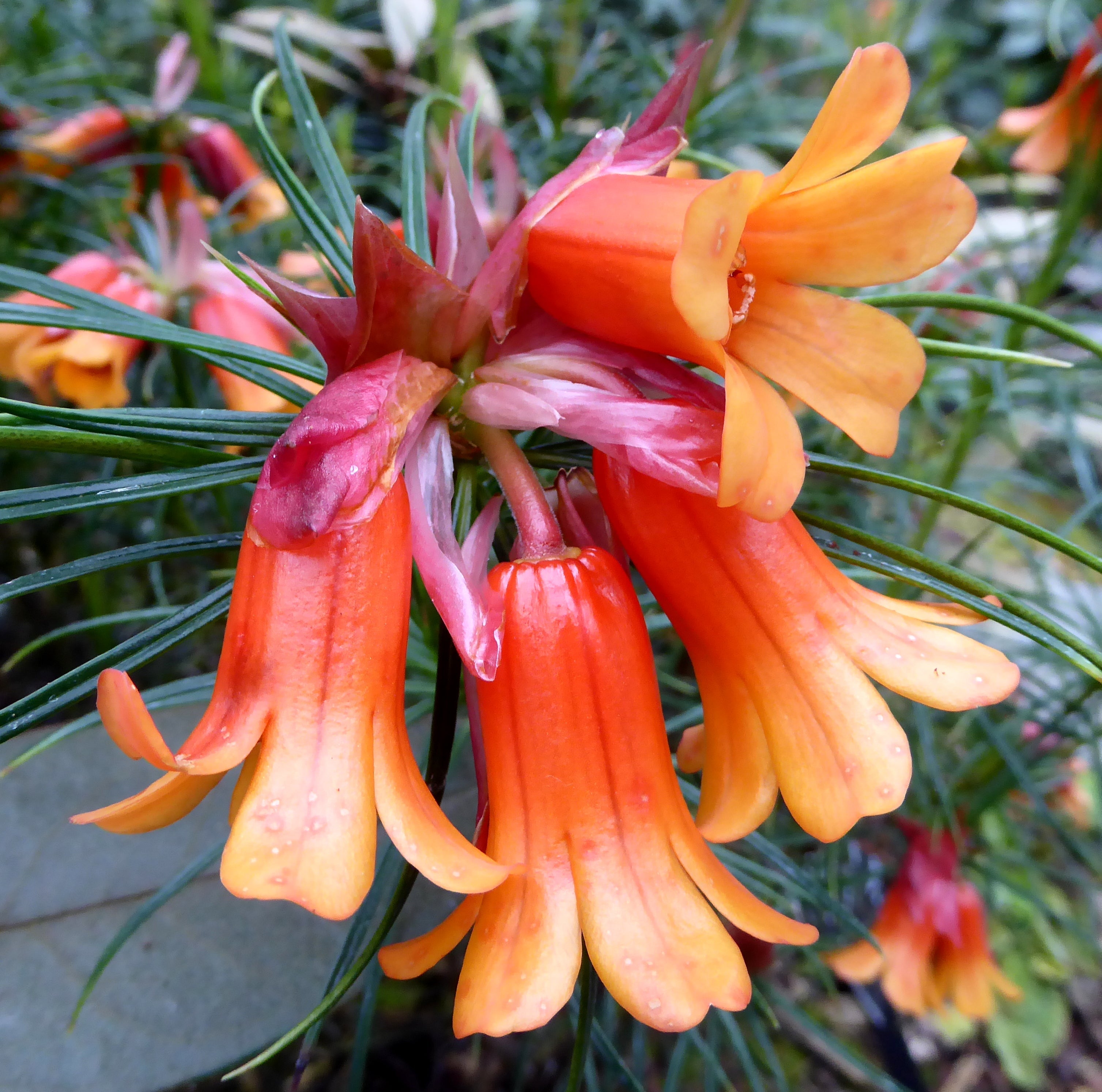 VIREYA (TROPICAL) RHODODENDRONS