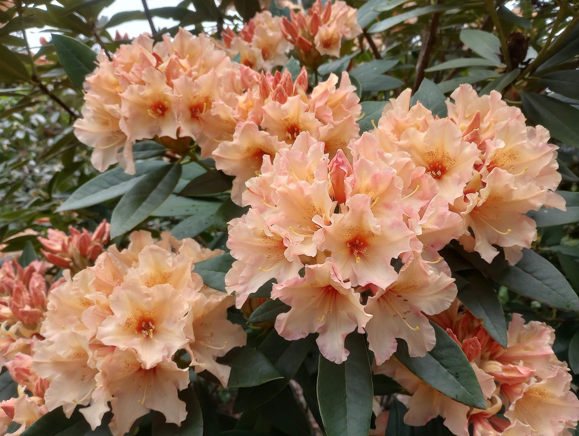 HYBRID RHODODENDRONS