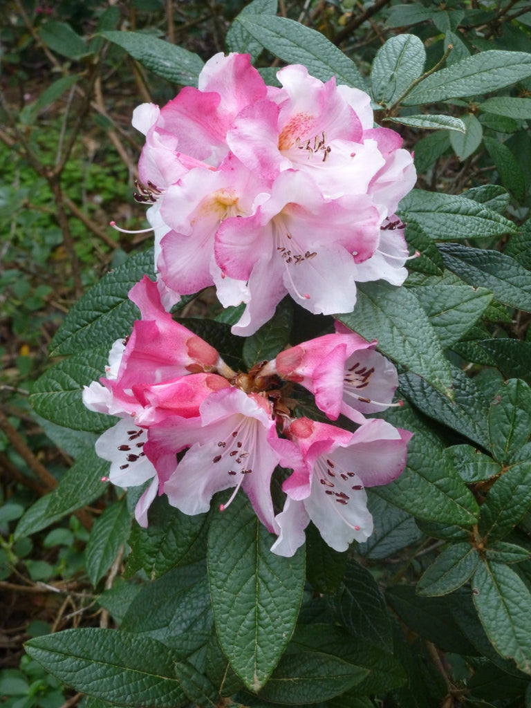 MADDENIAS AND OTHER "MARGINALLY-HARDY" RHODODENDRON SPECIES