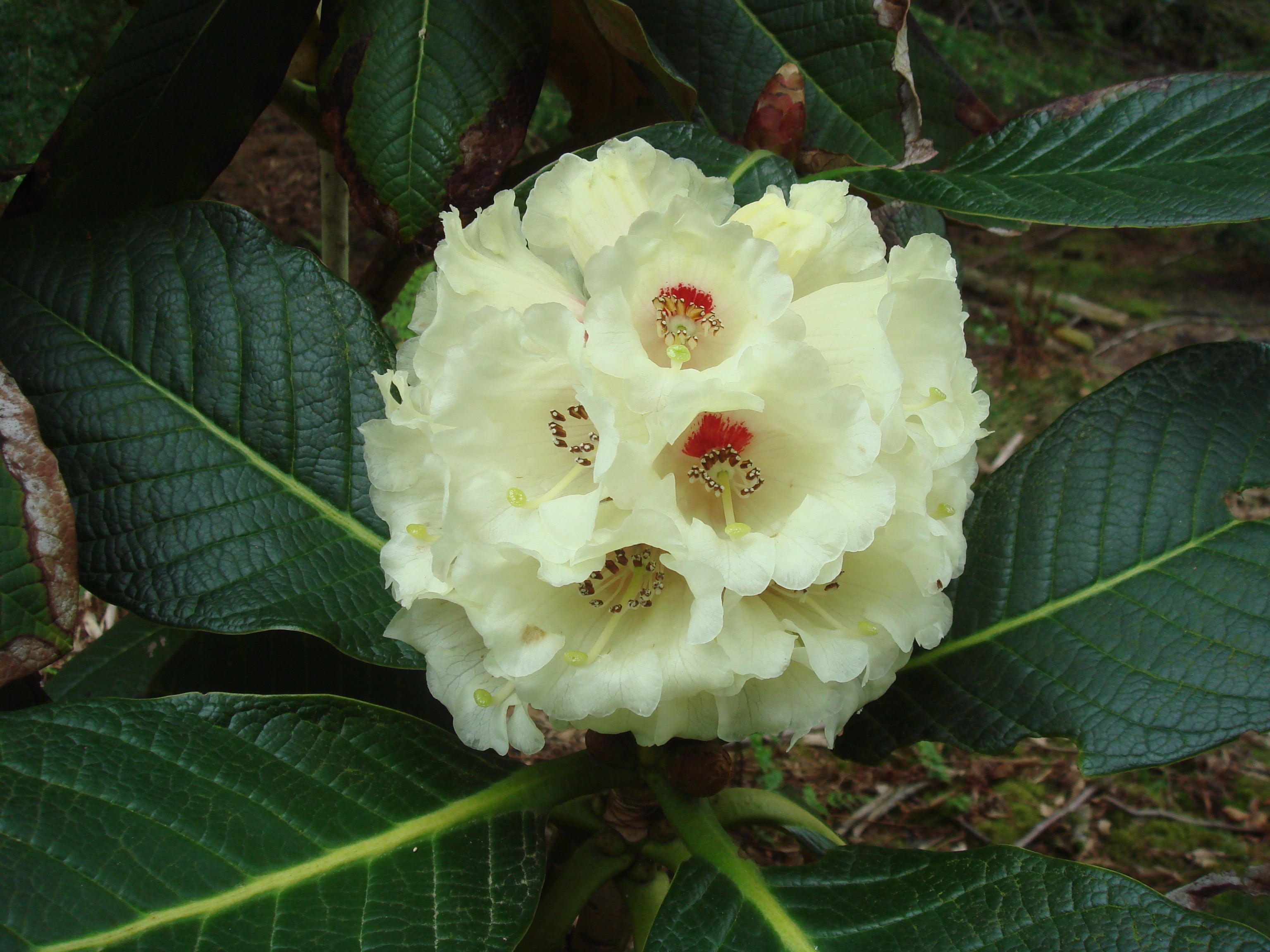 TREE-LIKE AND BIG-LEAF RHODODENDRON SPECIES