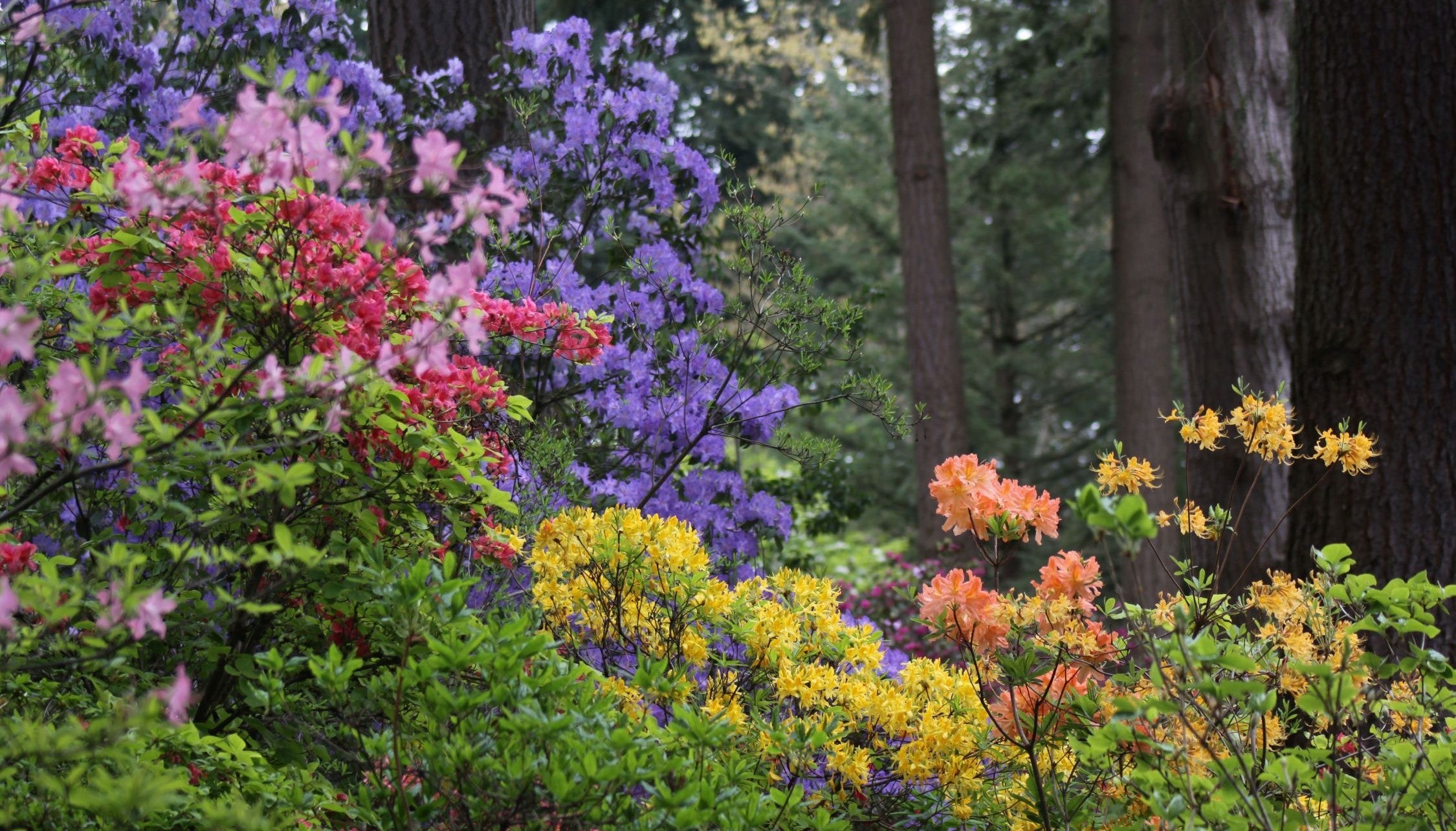 ALL RHODODENDRONS