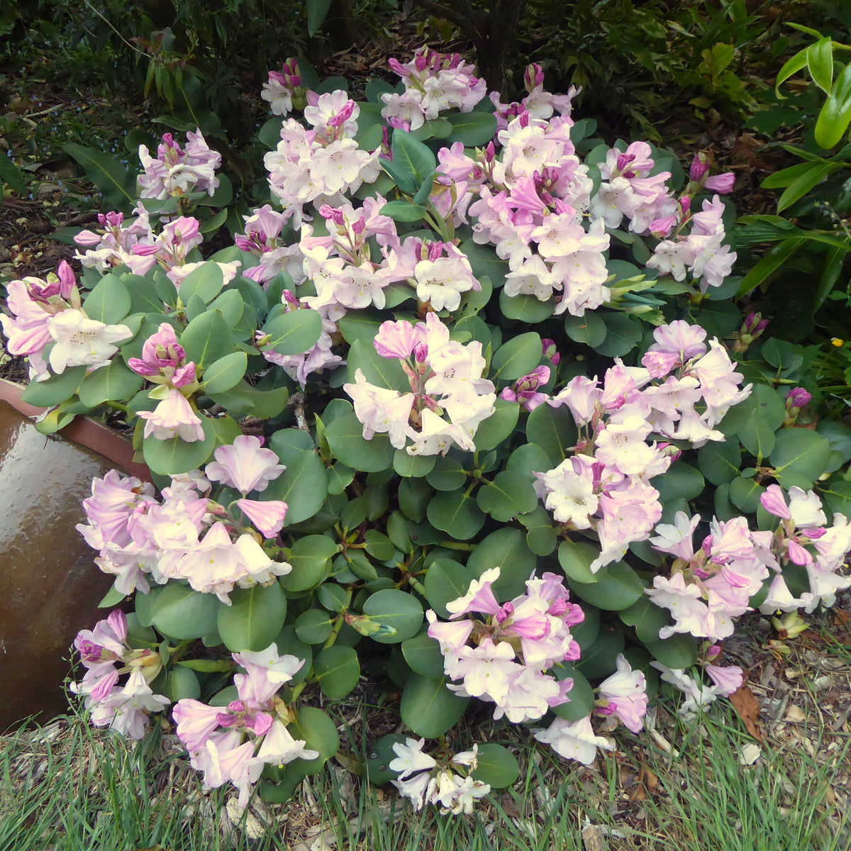 Rhododendron yuefengense