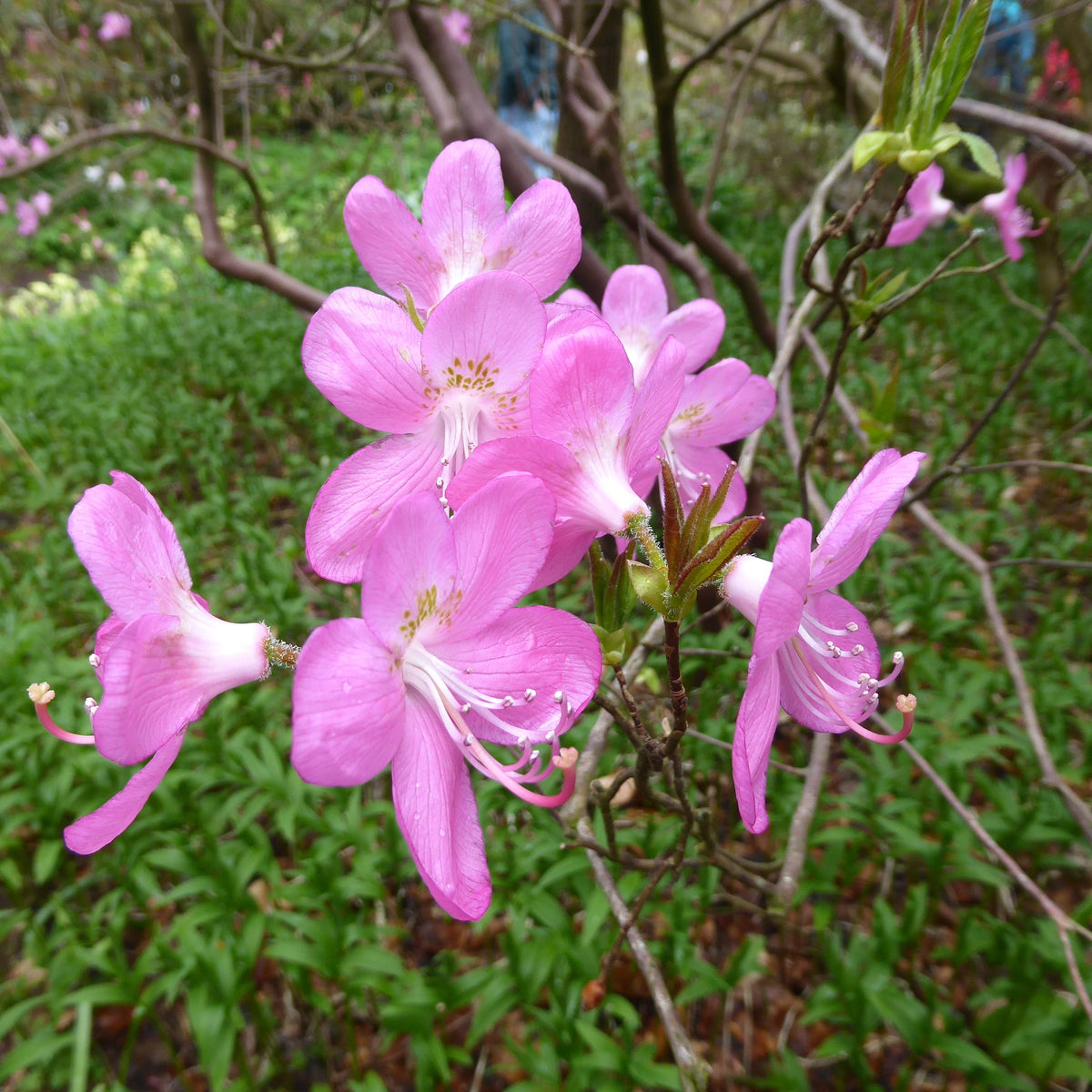 Rhododendron albrechtii