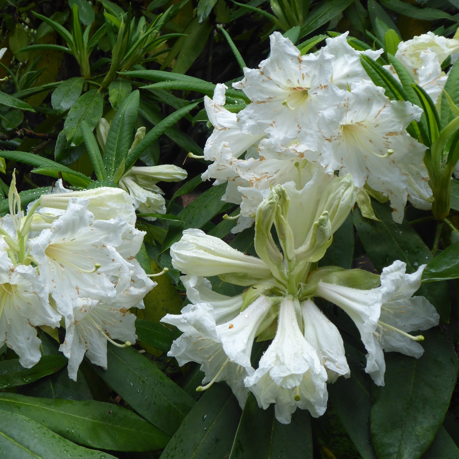 Rhododendron auriculatum SEH