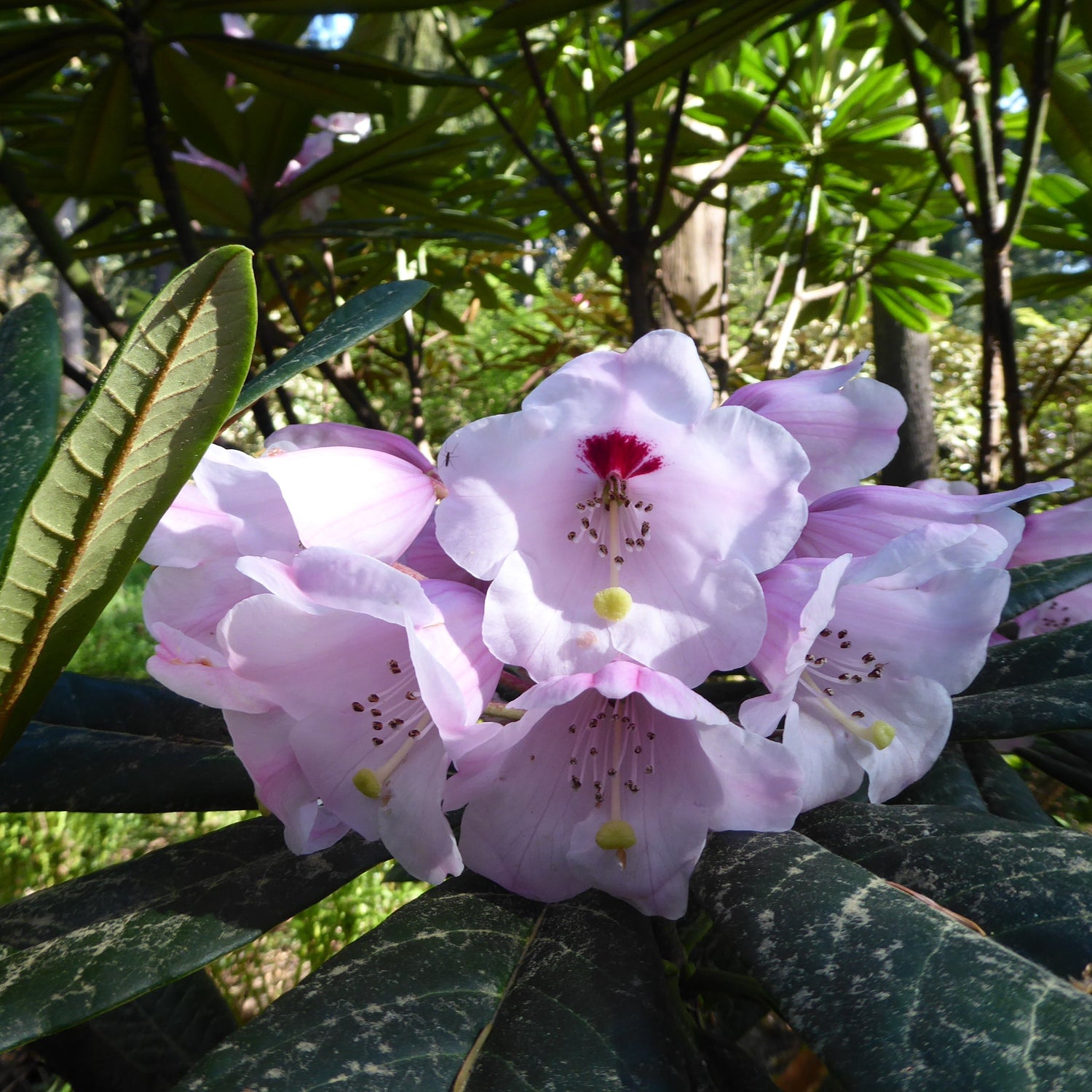 Rhododendron asterochnoum SEH