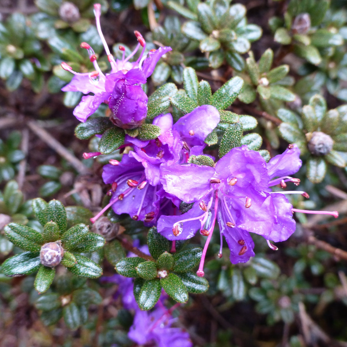 Rhododendron impeditum  2013/486  CCHH