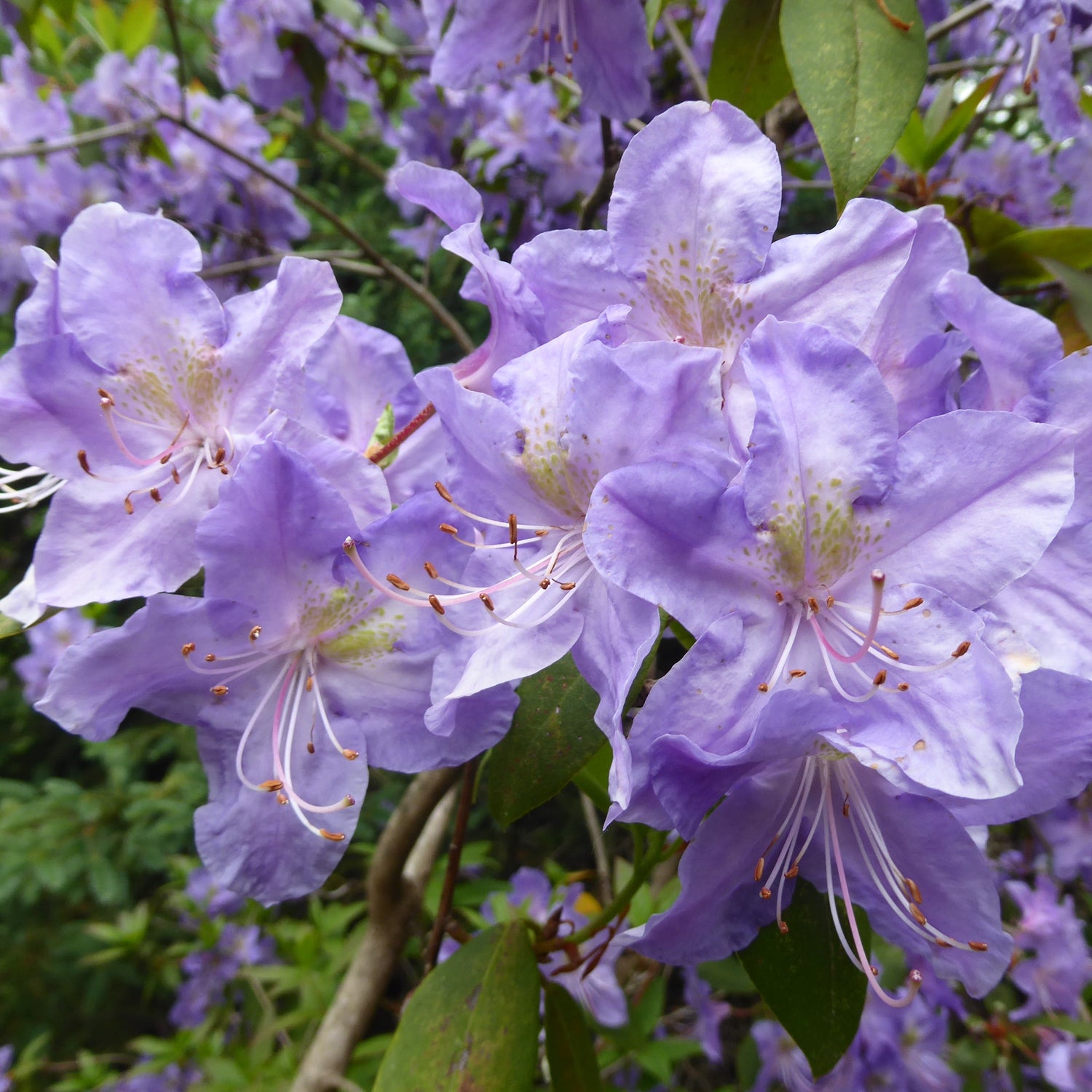 Rhododendron augustinii ssp. augustinii 'Electra's Son'