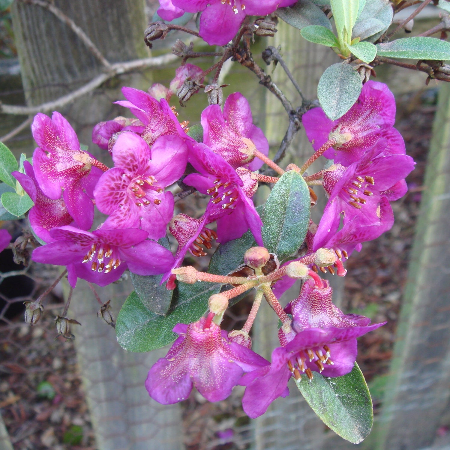 Rhododendron baileyi 1975/035