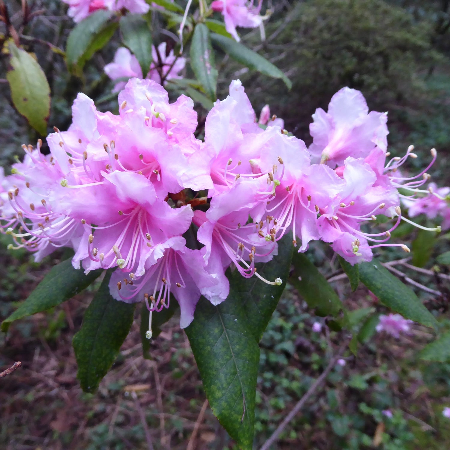Rhododendron brachypodum PW