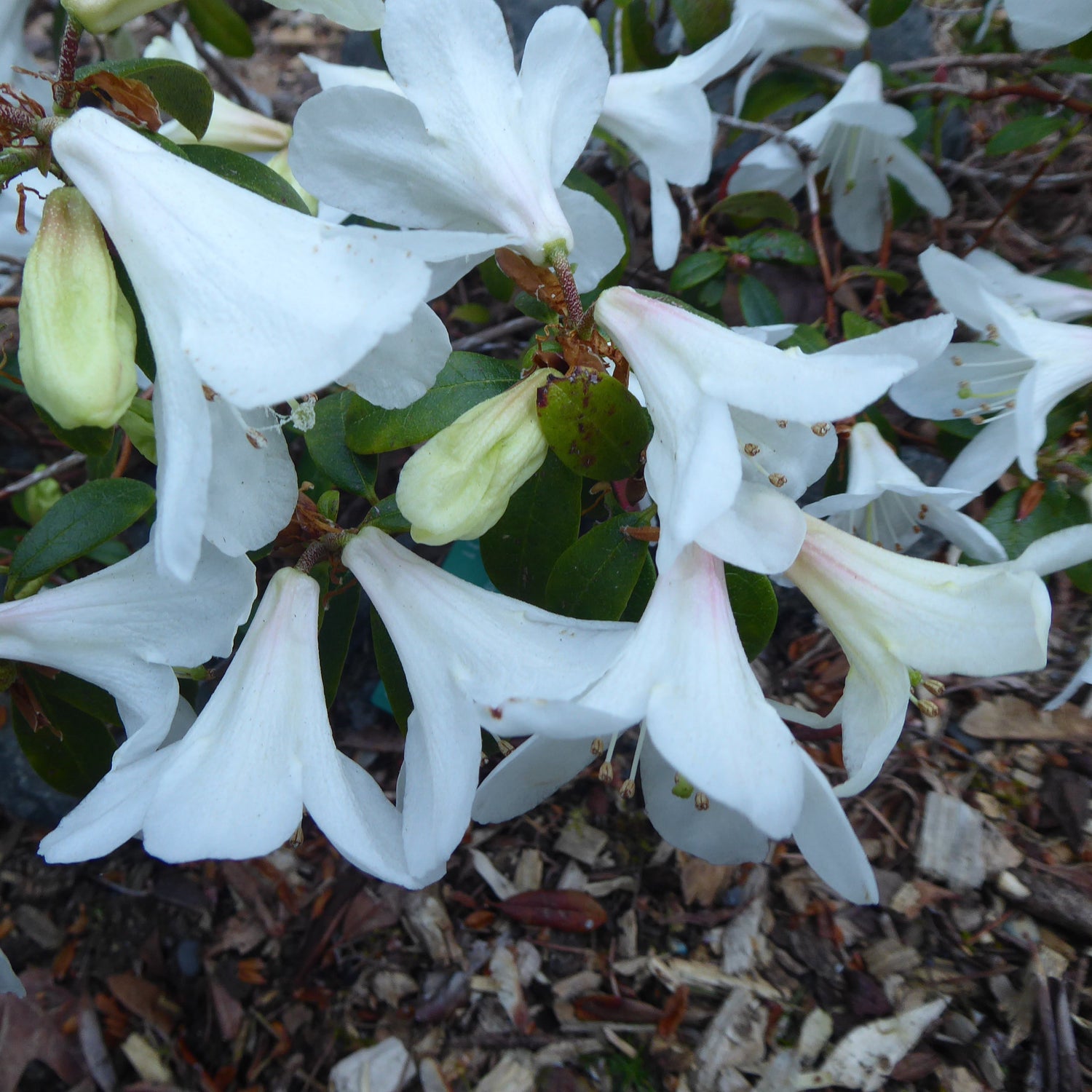 Rhododendron wumingense  CGG
