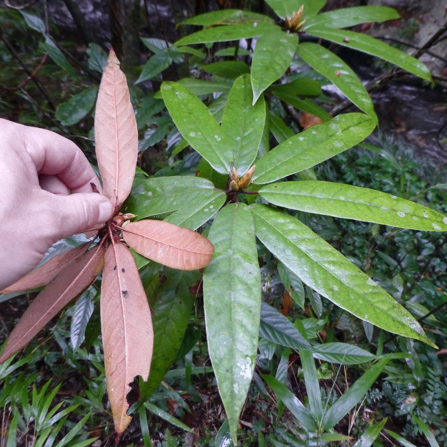 Rhododendron brevicaudatum CDHM
