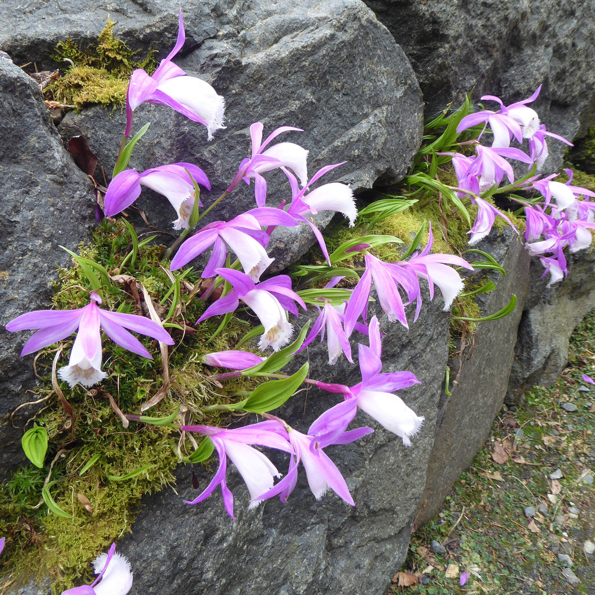 Pleione formosana
