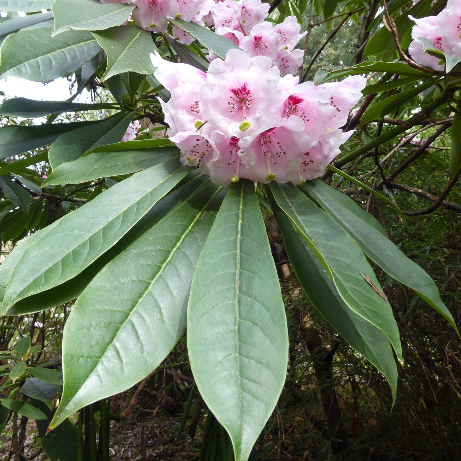Rhododendron calophytum var. calophytum RSBG
