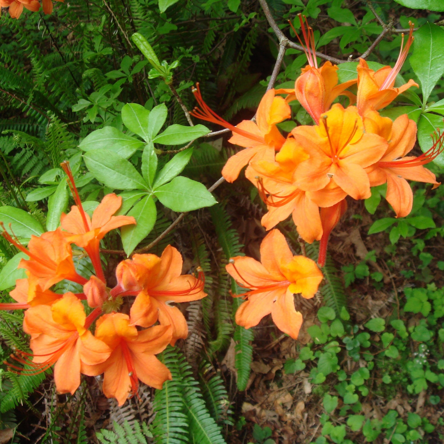 Rhododendron calendulaceum 219sd2016