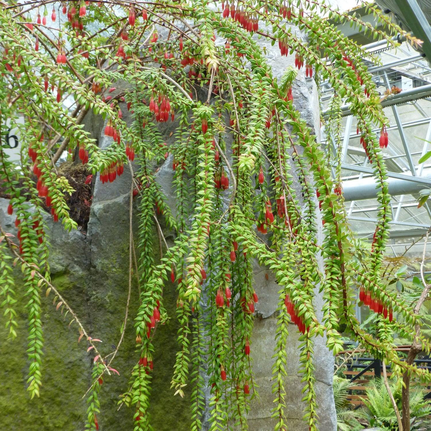 Agapetes serpens (Bhutan Flared Form)