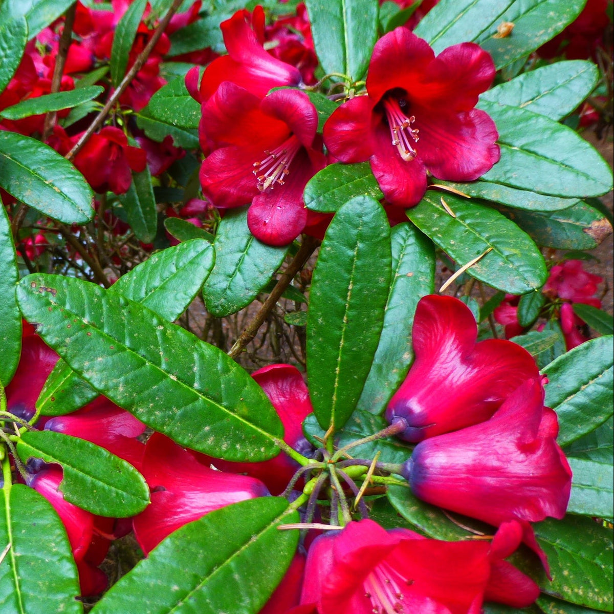 Rhododendron cerasinum  1966/610