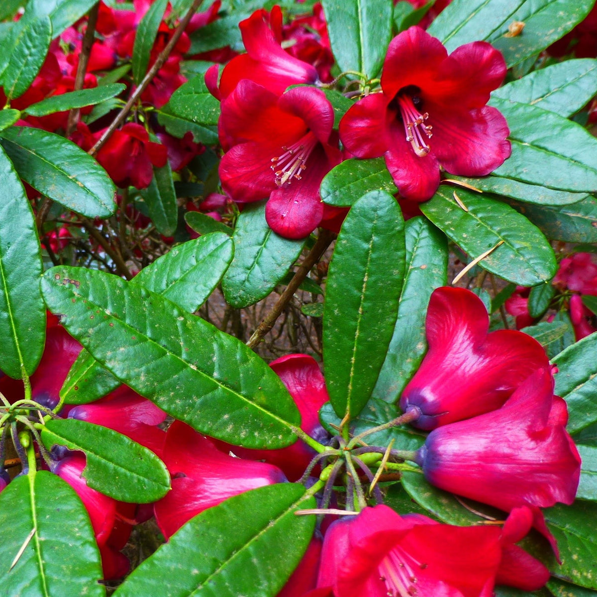 Rhododendron cerasinum ‘Coals of Fire’  KW