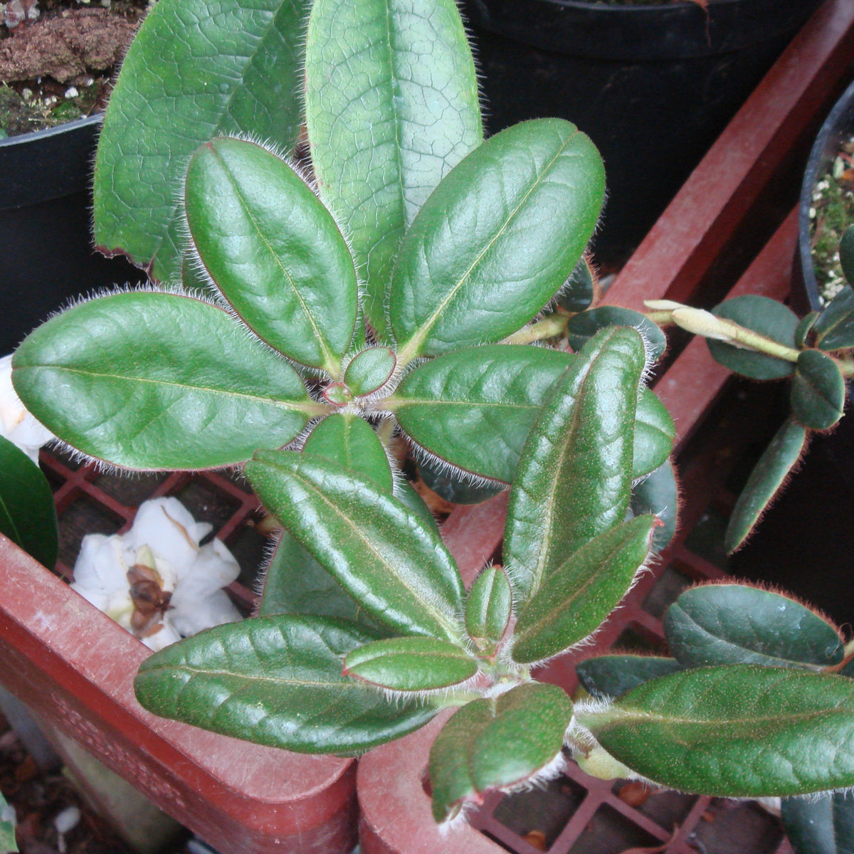 Rhododendron changii JN