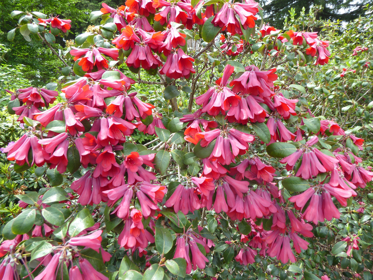 Rhododendron cinnabarinum ssp. cinnabarinum  (Roylei Group) 1973/066