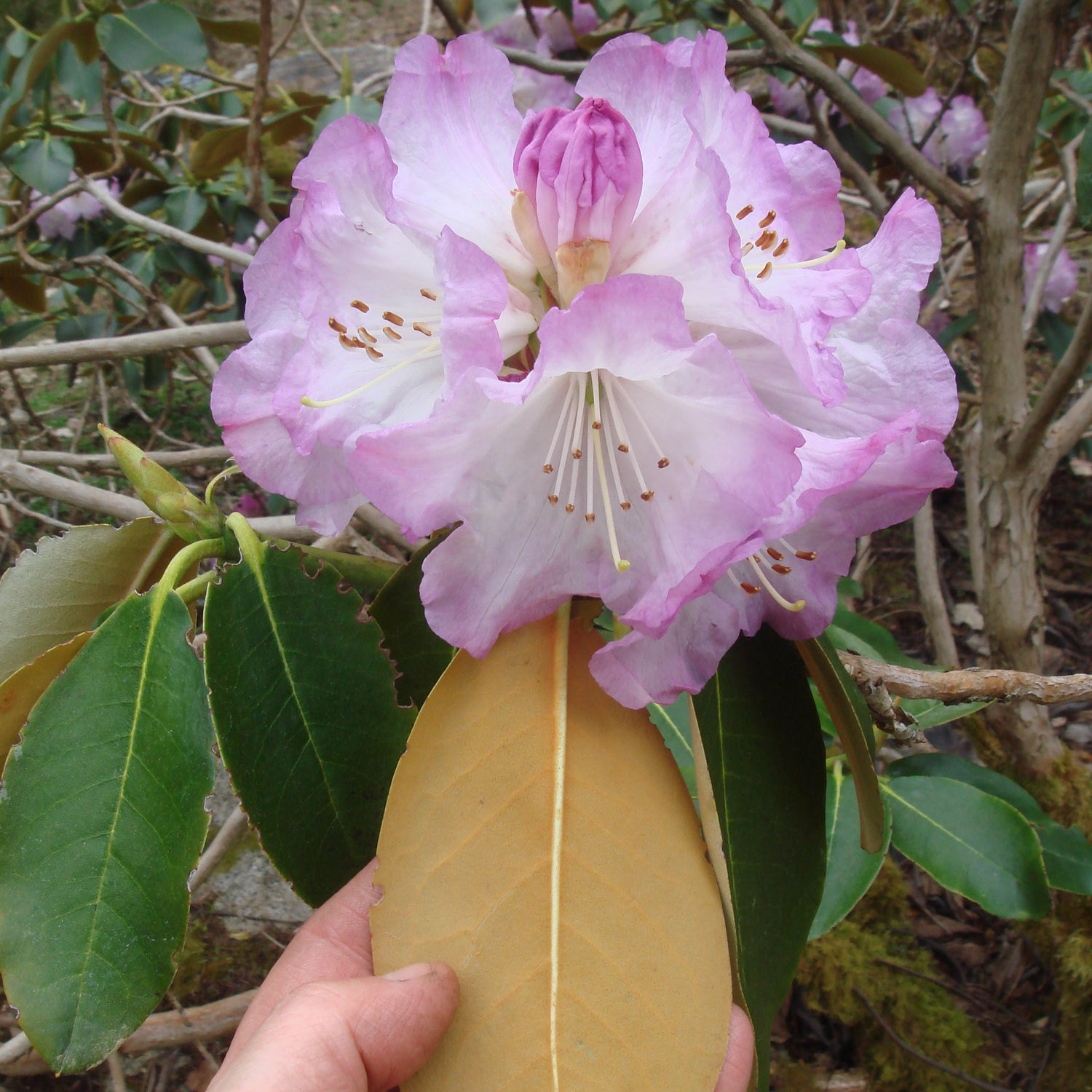 Rhododendron campanulatum ssp. campanulatum RSBG