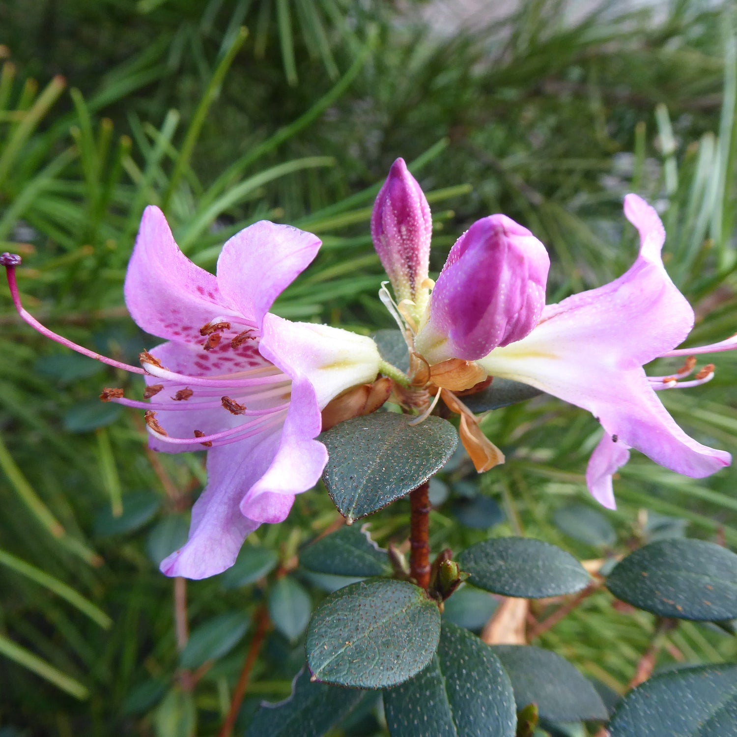 Rhododendron concinnoides 2008/079 APA