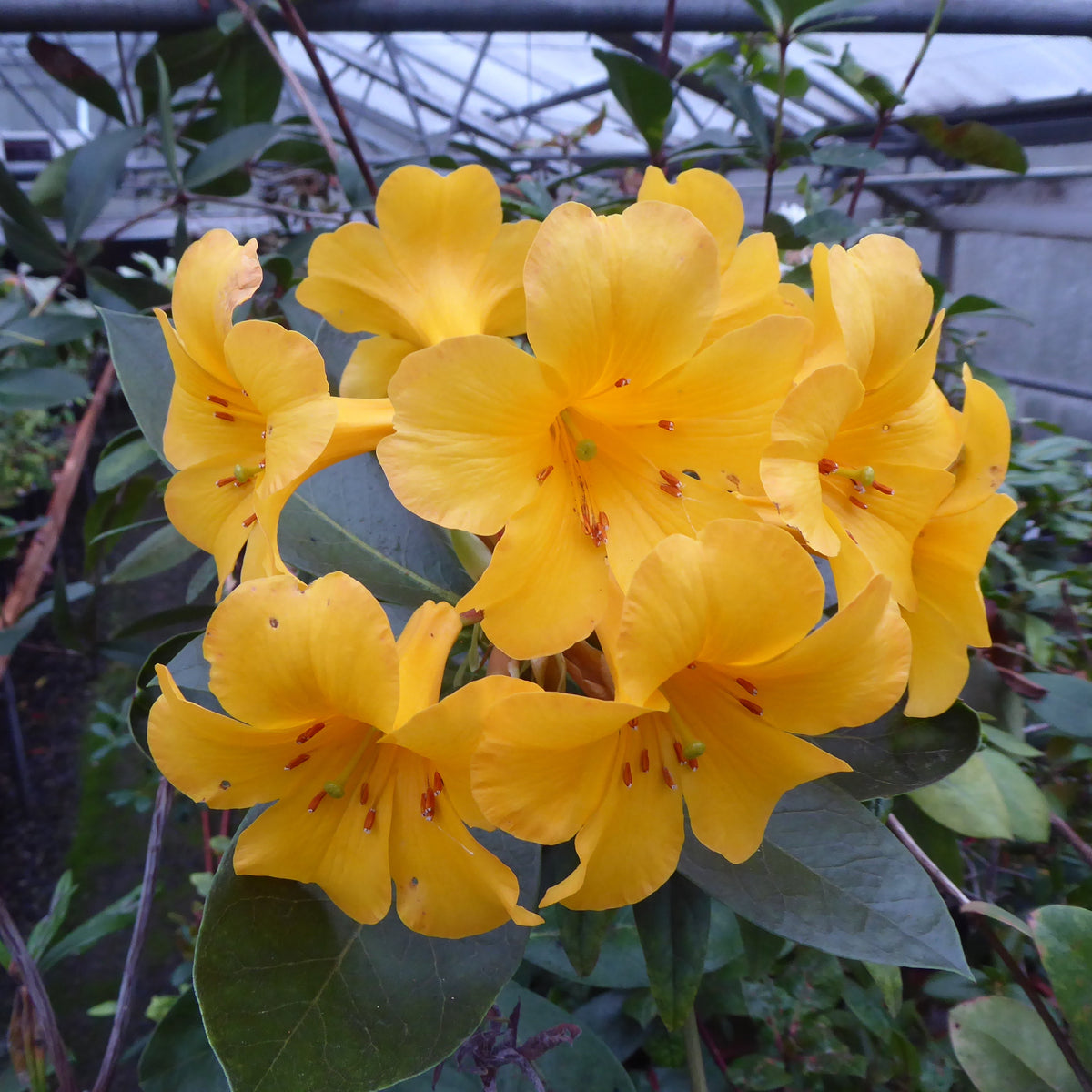 Rhododendron laetum