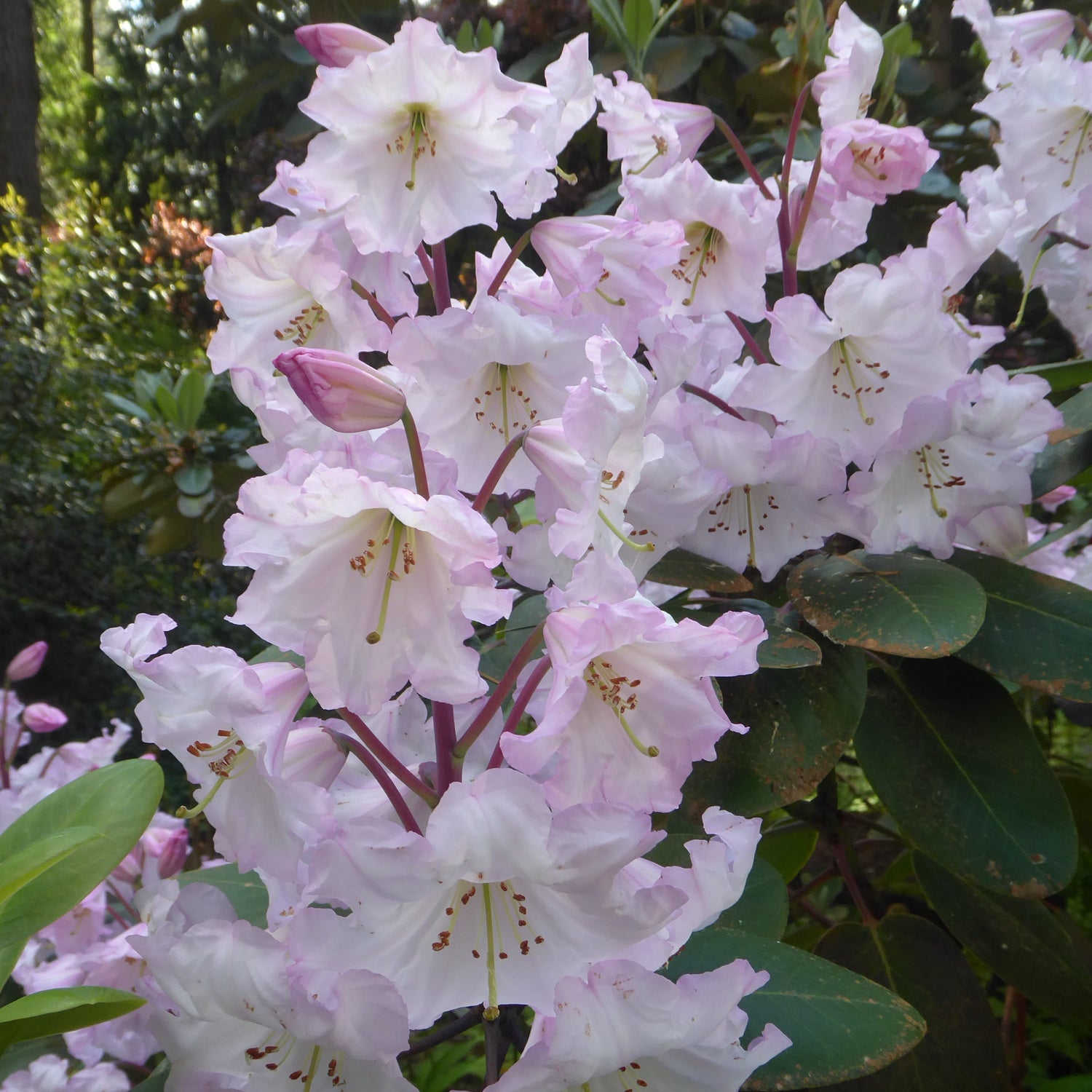 Rhododendron cardiobasis (ex. CGG