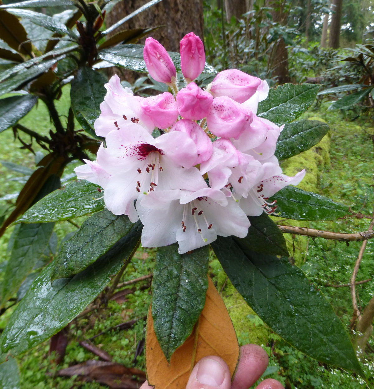 Rhododendron crinigerum RSBG