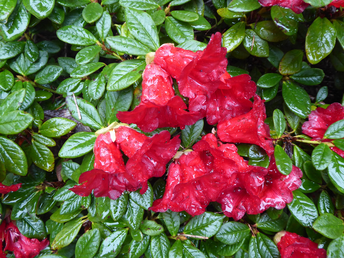 Rhododendron chamaethomsonii var. chamaethomsonii