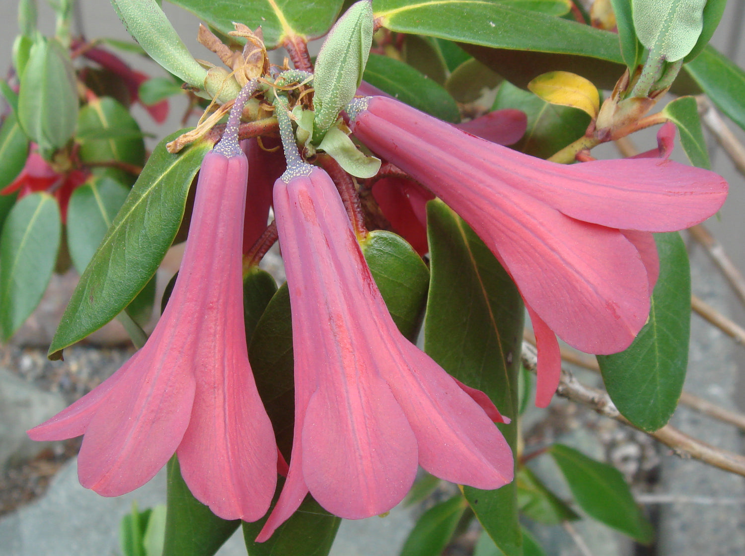 Rhododendron cinnabarinum ssp. cinnabarinum  (Roylei Group) 1973/066