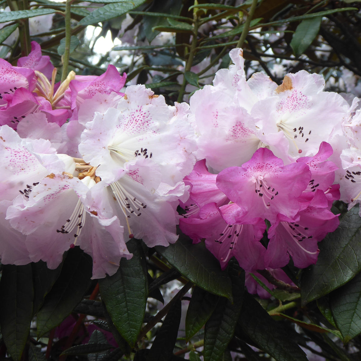 Rhododendron coeloneuron  PW