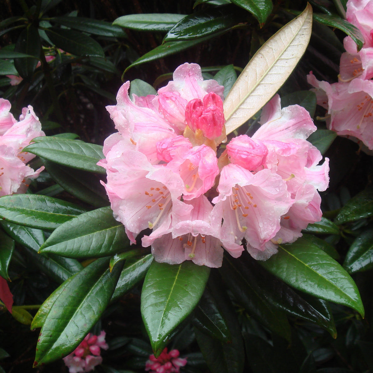 Rhododendron insigne  RSBG