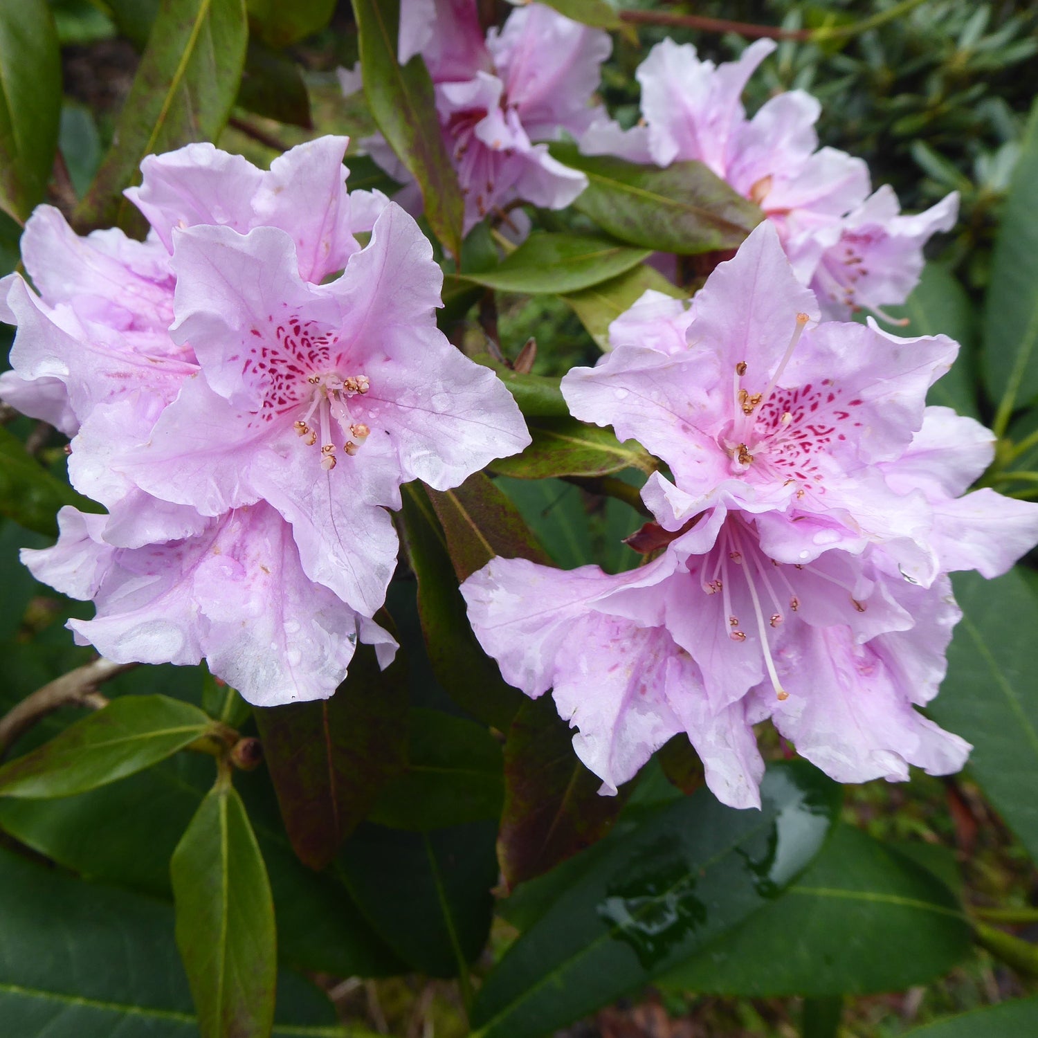 Rhododendron augustinii ssp. rubrum 2000/008