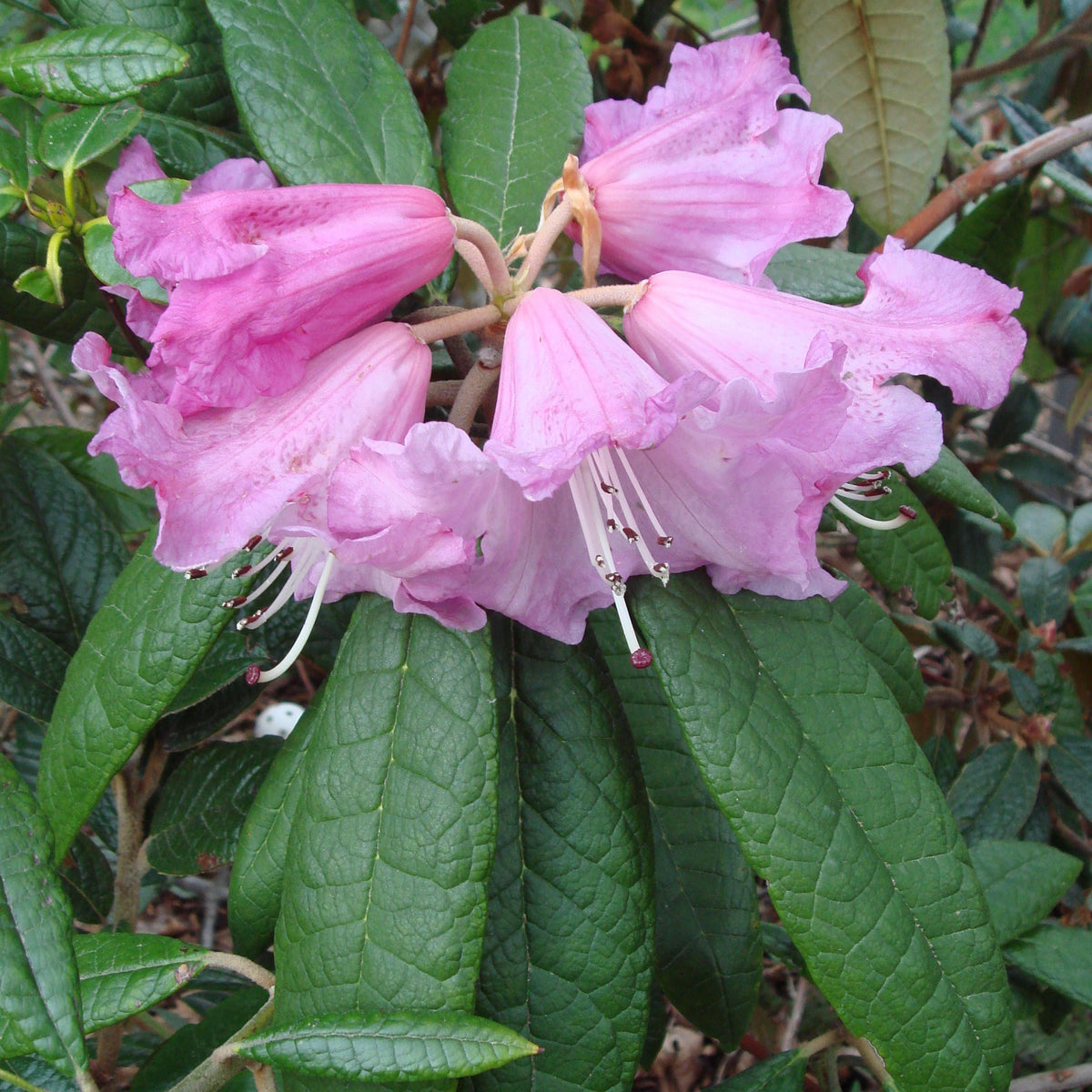 Rhododendron coeloneuron  PW