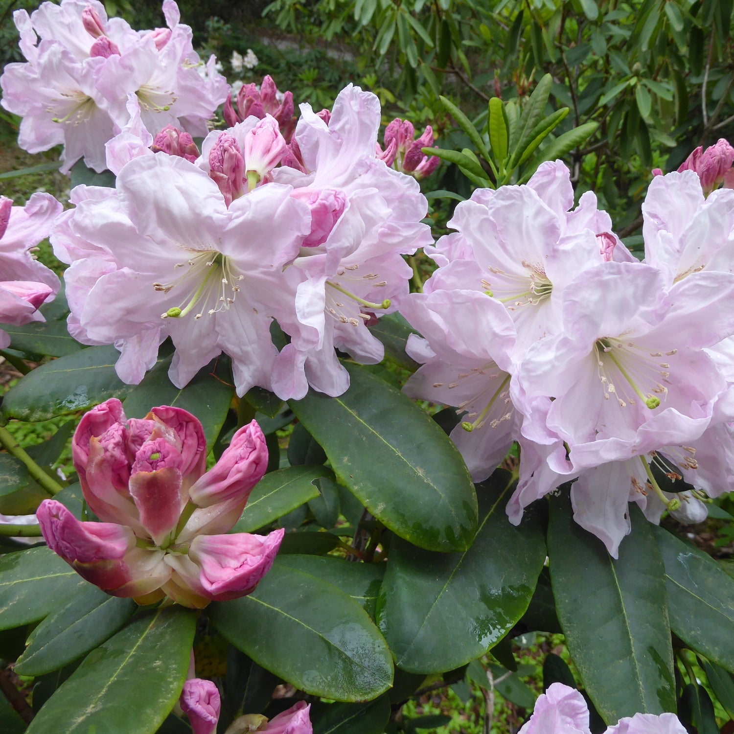Rhododendron decorum ssp. decorum SEH