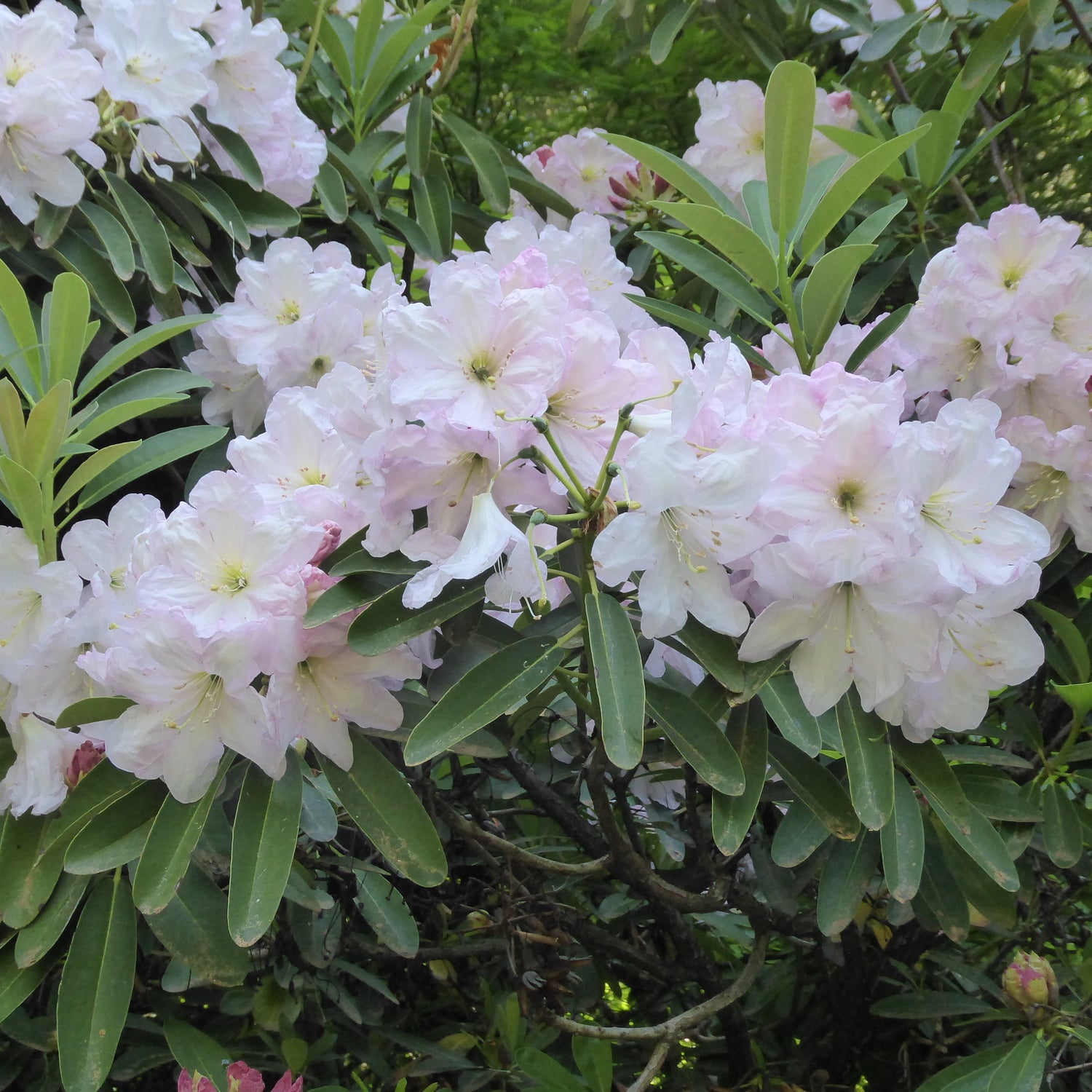 Rhododendron decorum ssp. decorum SEH