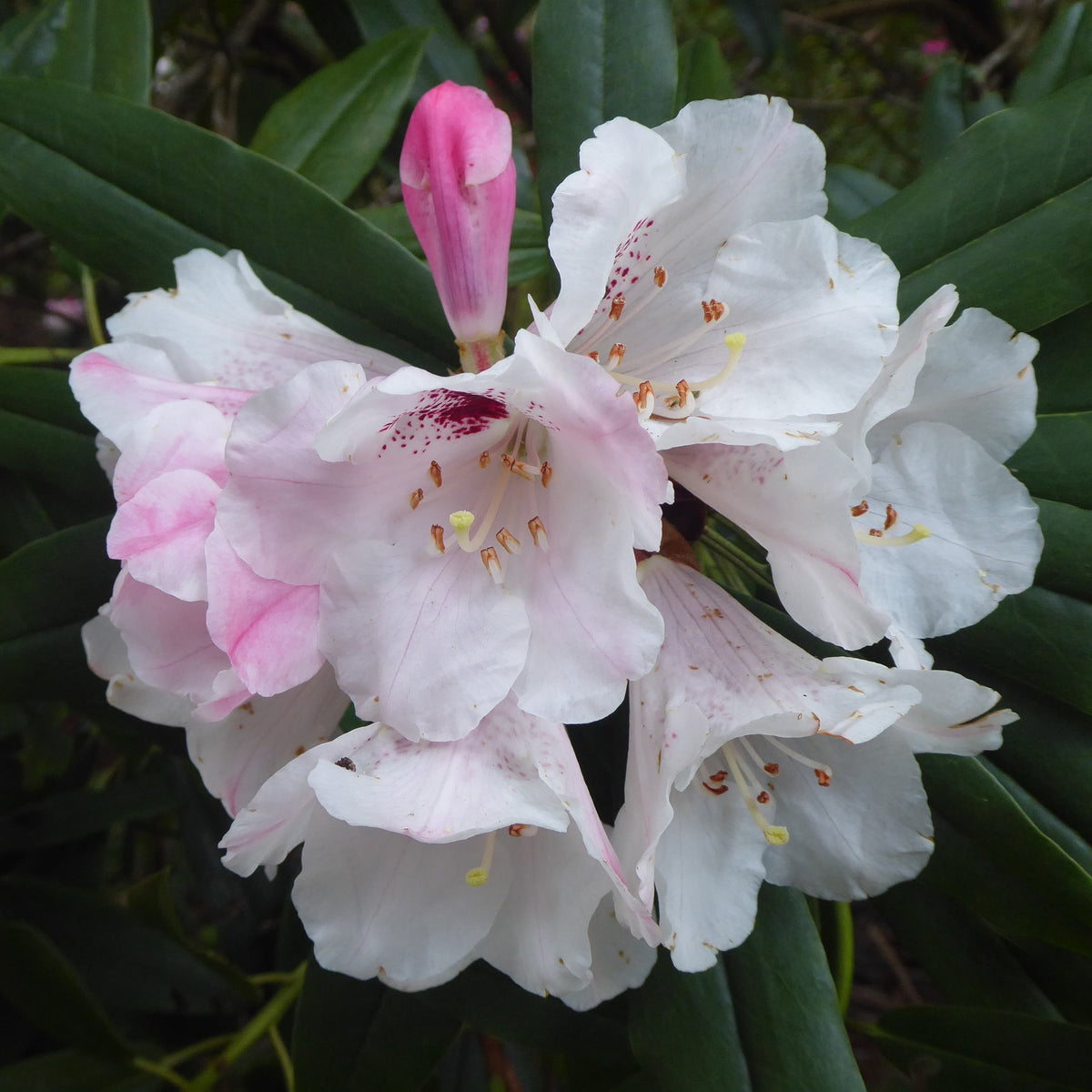 Rhododendron morii