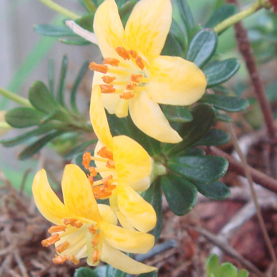 Rhododendron densifolium  SEH