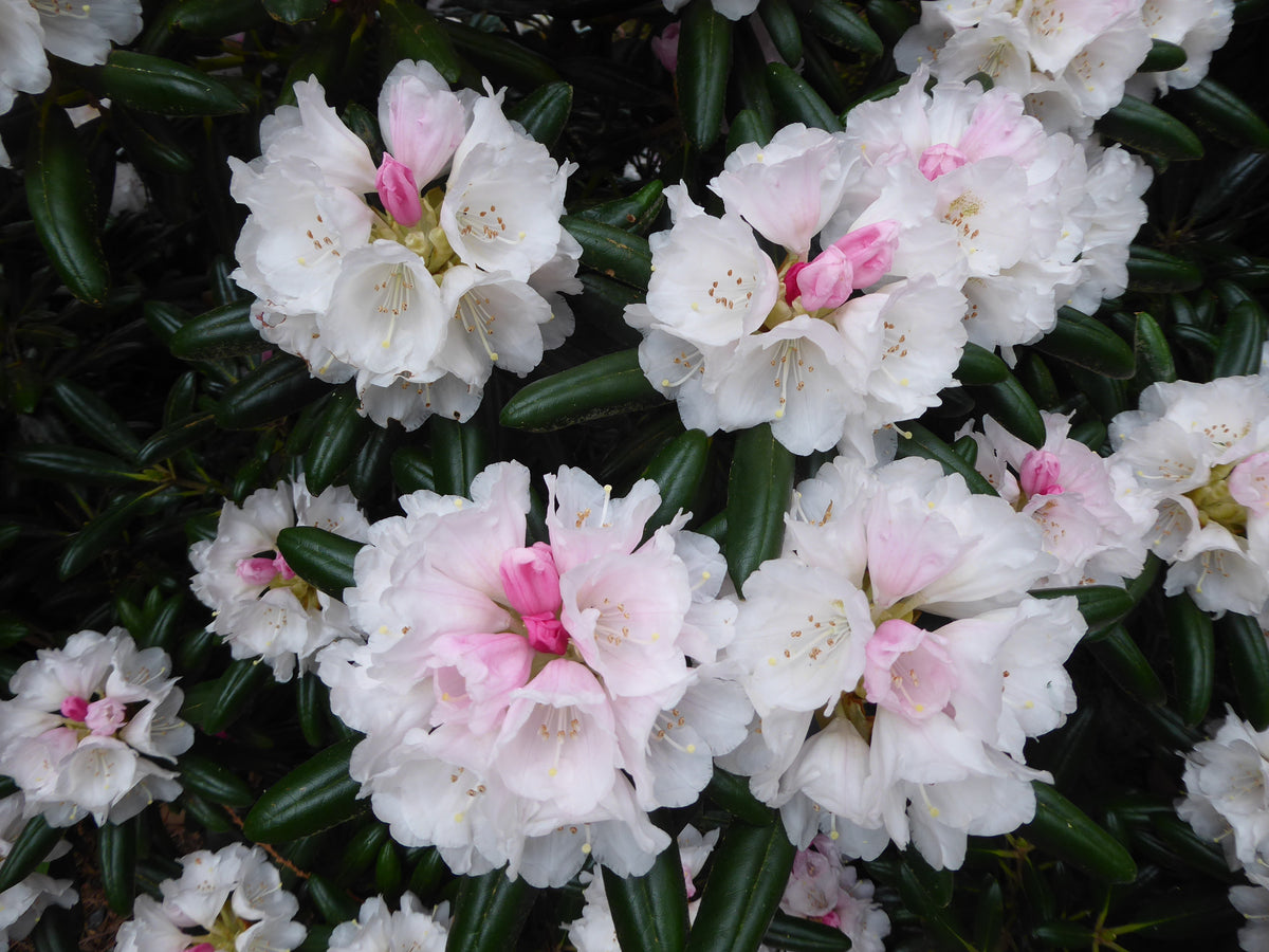Rhododendron degronianum ssp. yakushimanum  RSBG