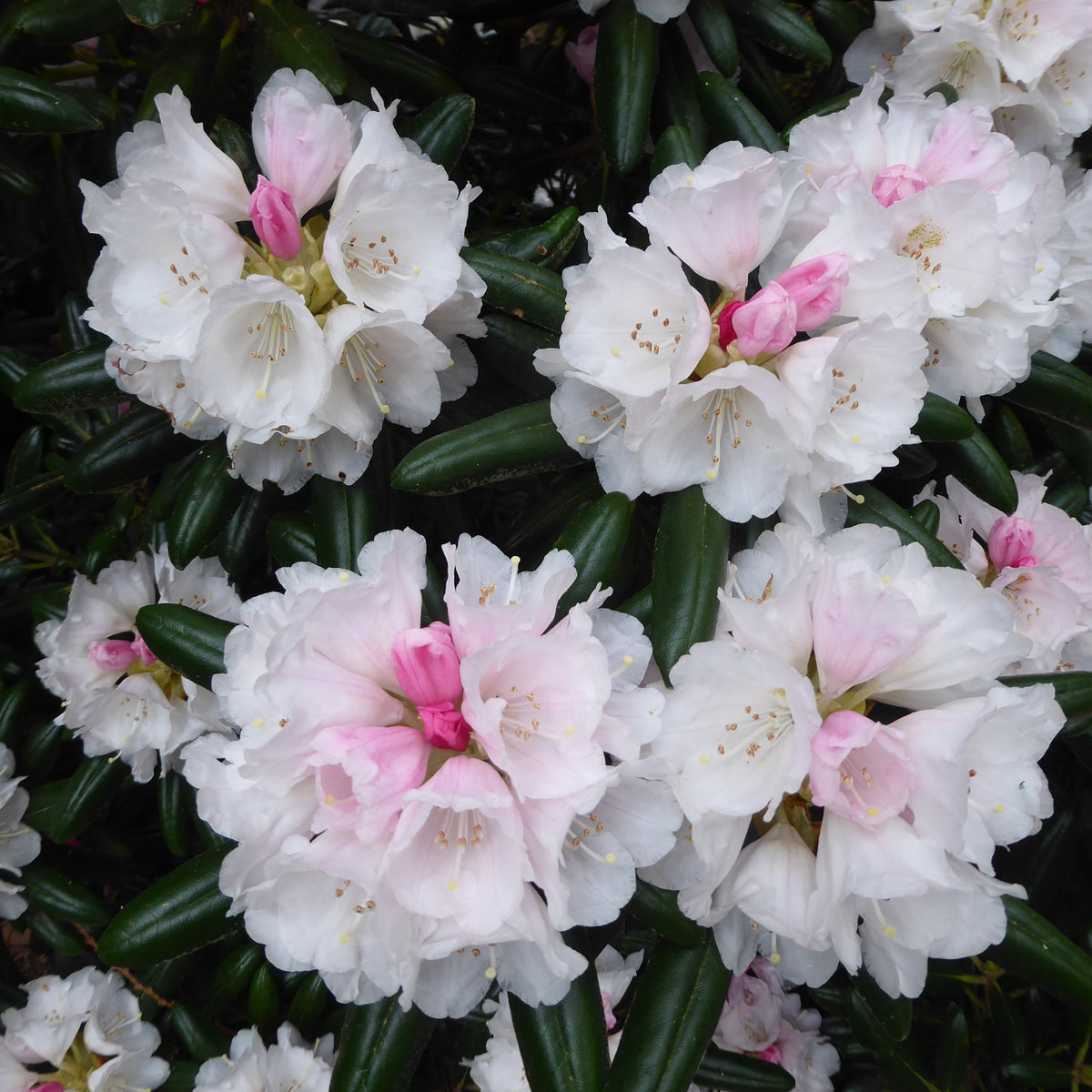 Rhododendron degronianum ssp. yakushimanum 'Exbury Form' 1975/260