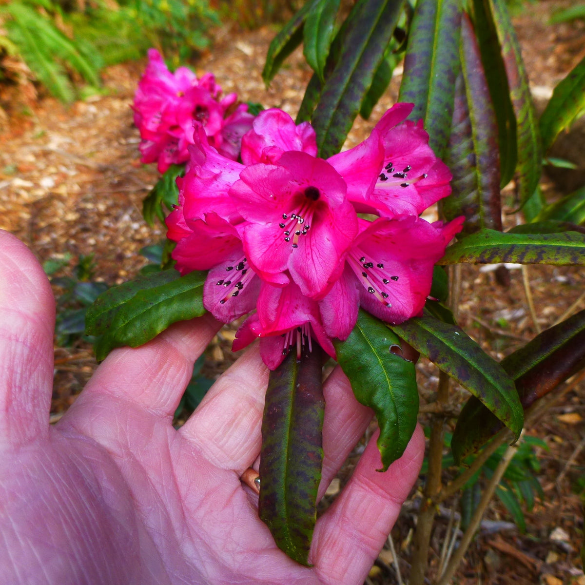 Rhododendron kendrickii  GR