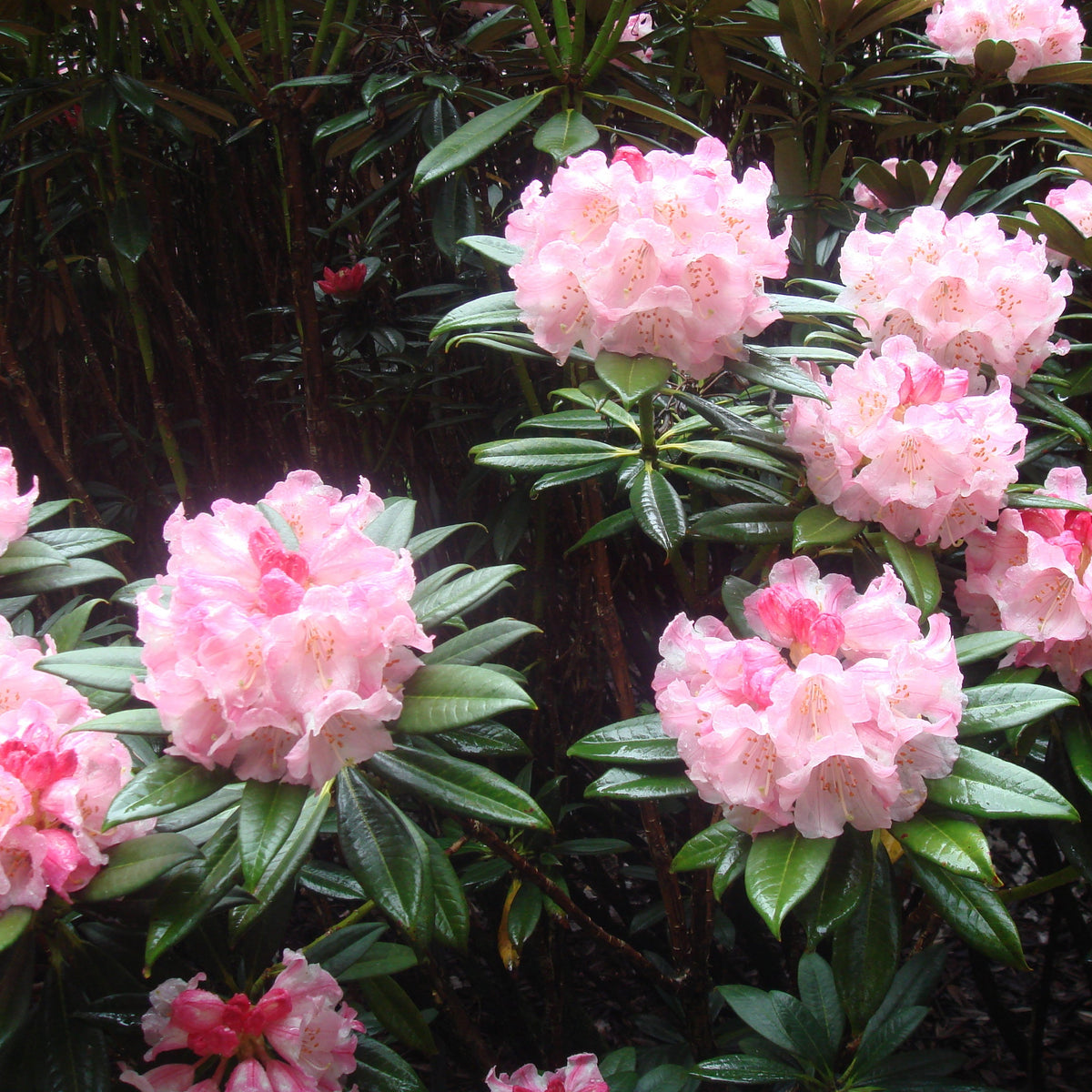 Rhododendron insigne  RSBG