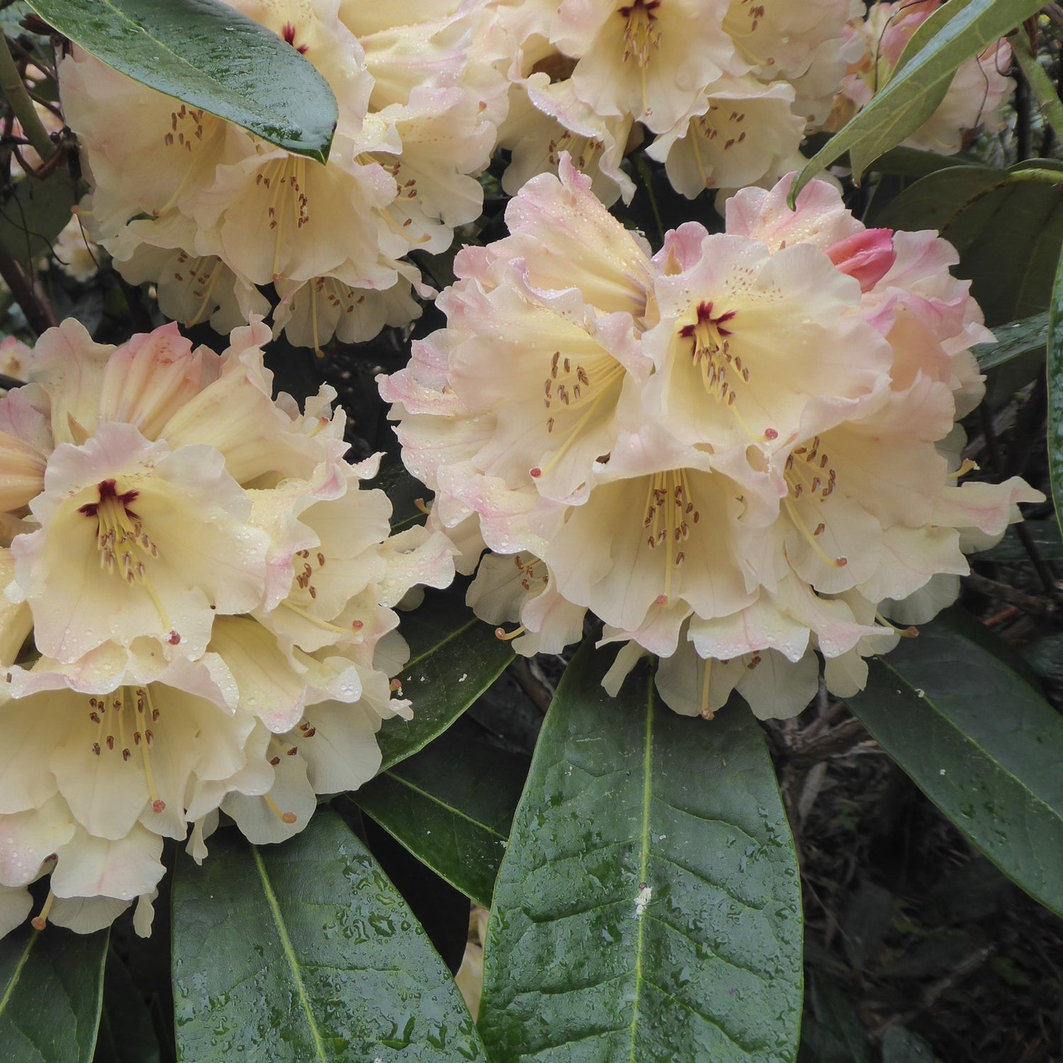 Rhododendron 'Loch Awe'