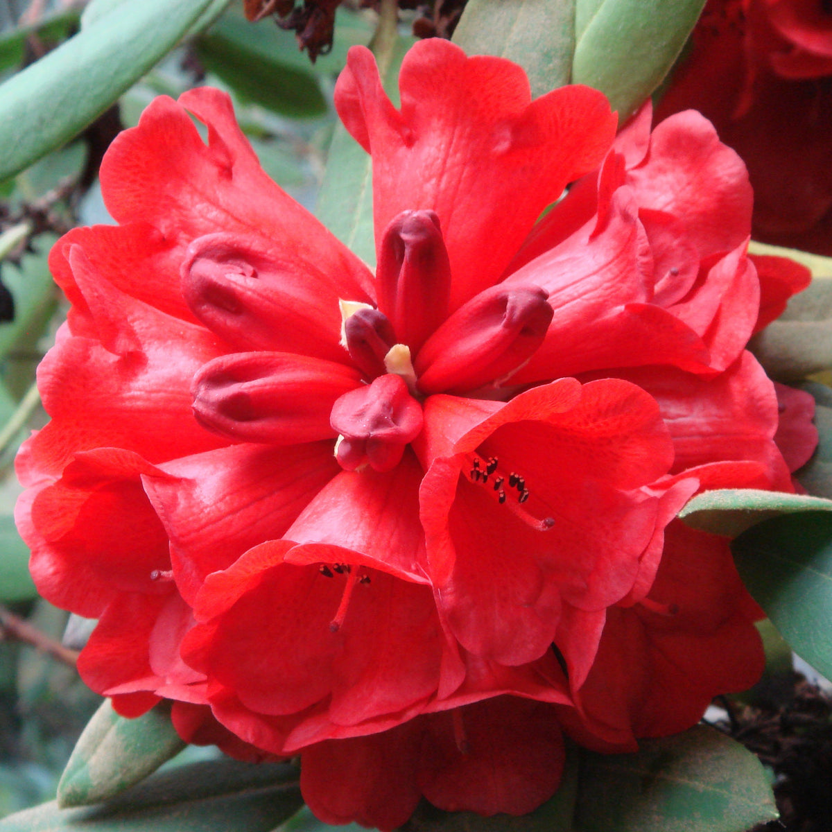 Rhododendron elliottii  RSBG