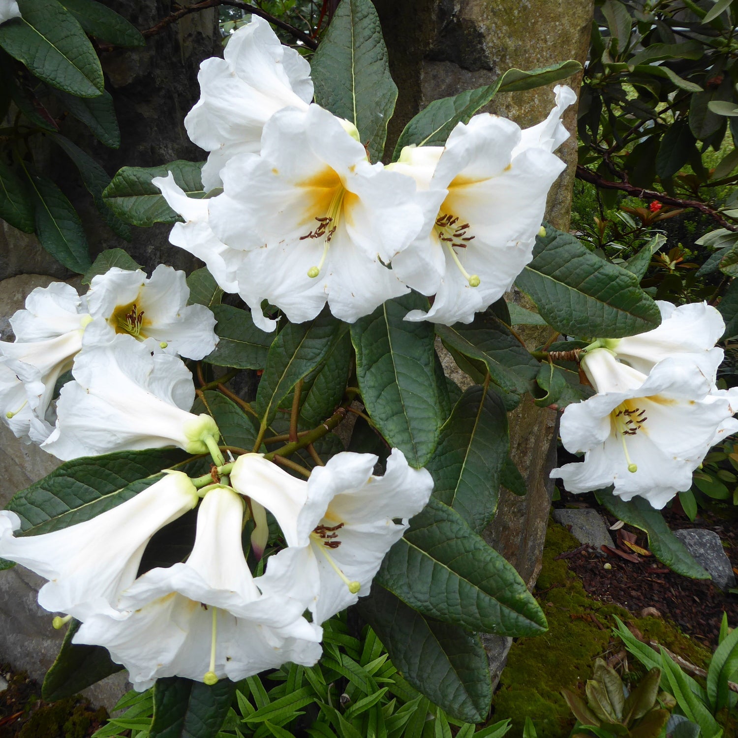 Rhododendron excellens  FMWJ