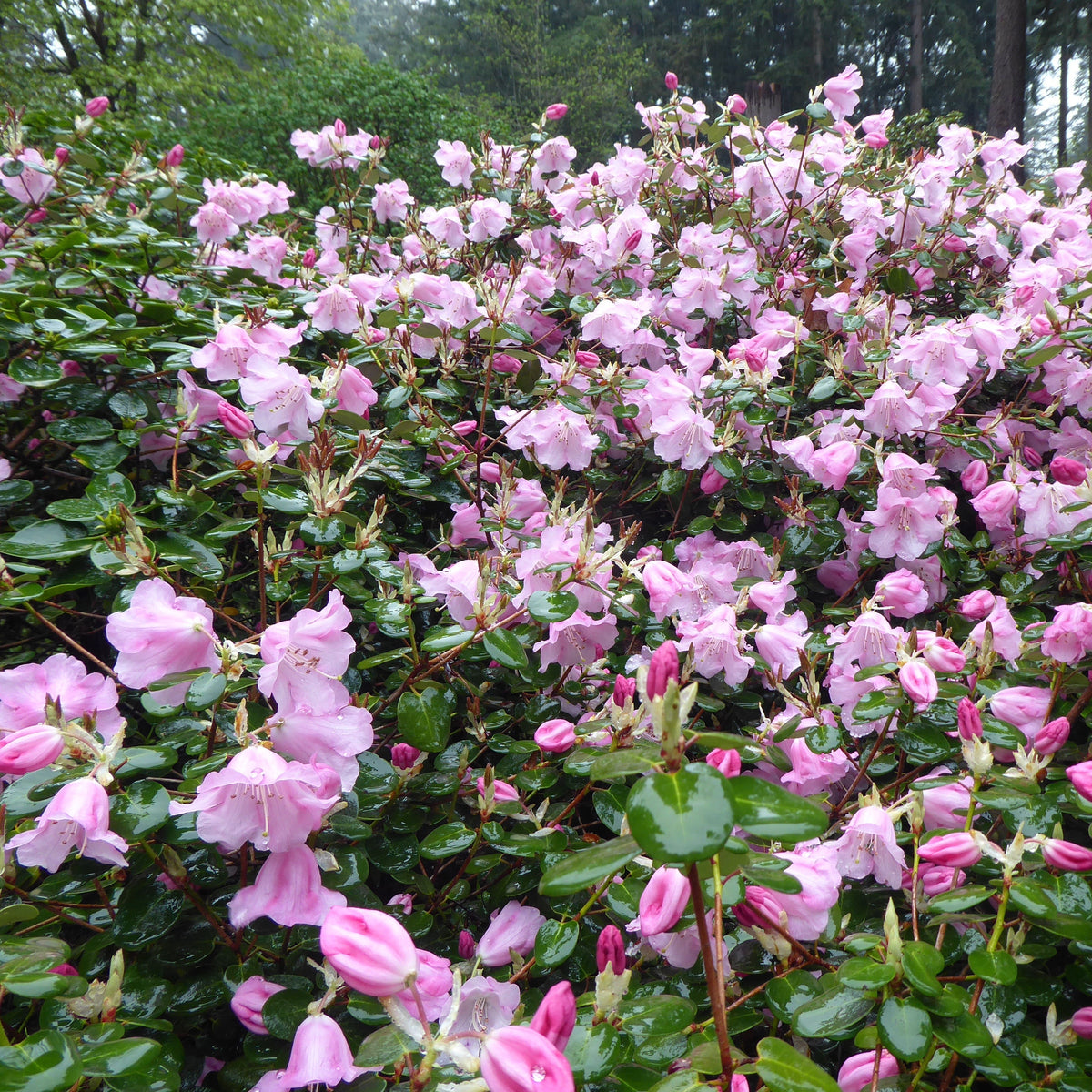 Rhododendron williamsianum  1966/606