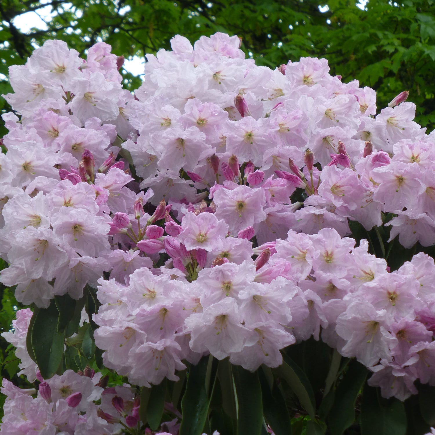 Rhododendron fortunei ssp. fortunei