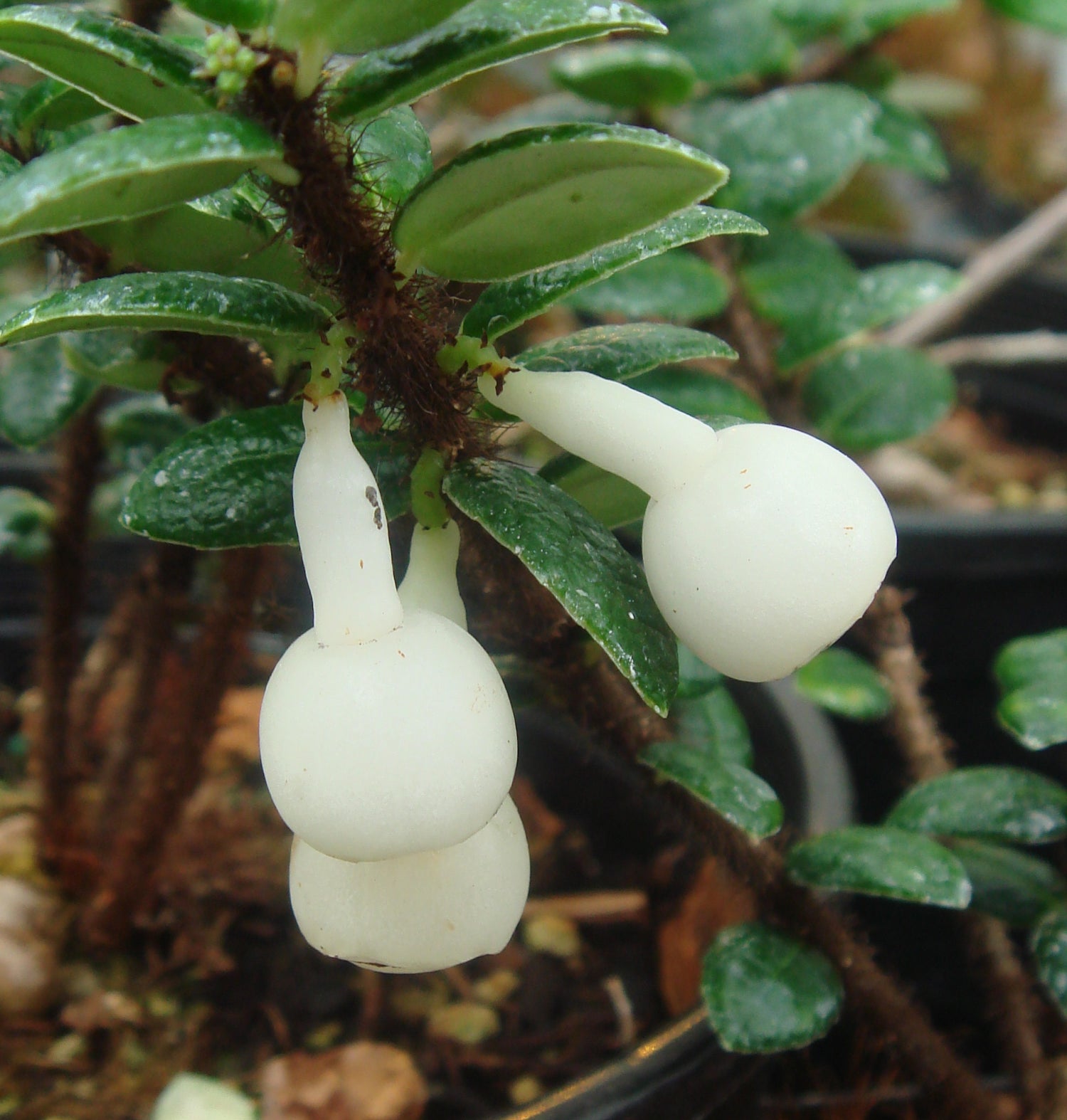 Agapetes/Vaccinium species  SEH