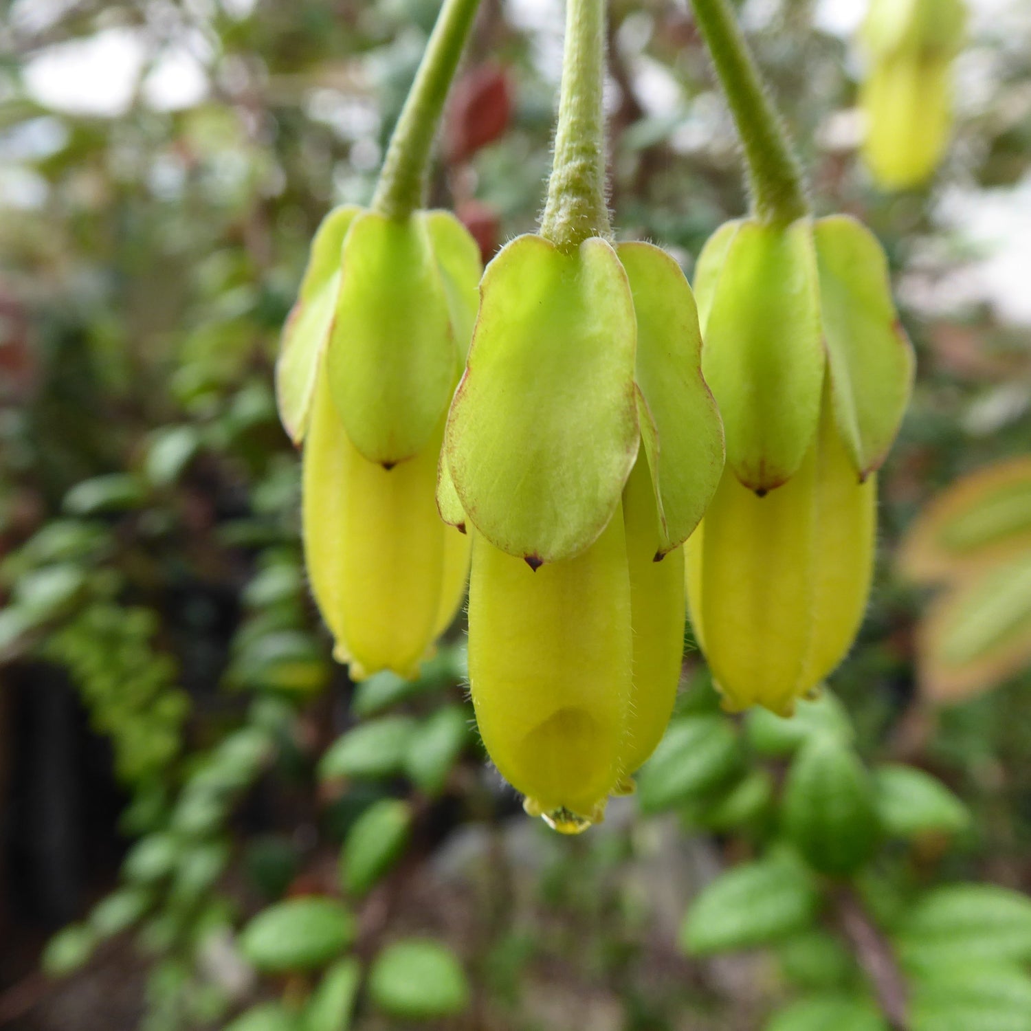 Agapetes smithiana var. smithiana  SEH